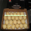 Chinese Fresh Ya Poire